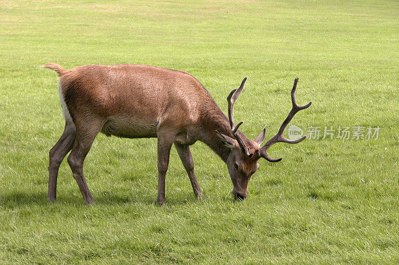 Red Deer Stag